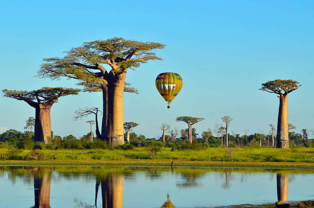 Christian Biosca. Avenue of Baobabs, Madagascar