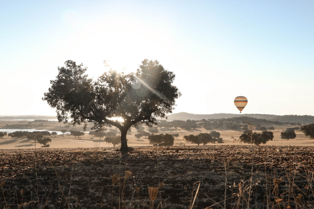 Joao Soares. Alentejo, Portugal